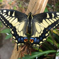 Prettiest butterfly in Britain