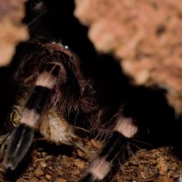 Geniculata chowing down