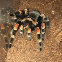 My B. Hamorii girl :)