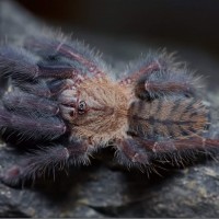 Lampropelma nigerrimum