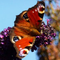 Prettiest butterfly in the uk