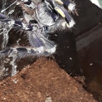 P.regalis