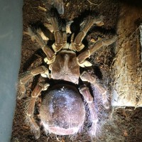 T stirmi premolt