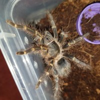 Grammy Pulchripes (Bumble)