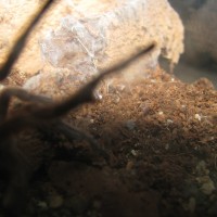 Phrixotrichus scrofa