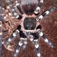 A.geniculata