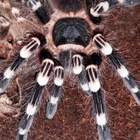 A.geniculata