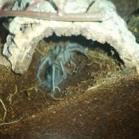 Freshly molted