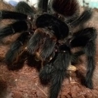 Grammostola actaeon