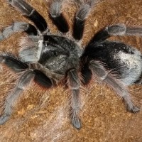 Grammostola anthracina