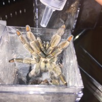 Fresh from a molt