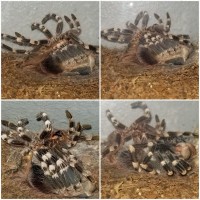 A. Geniculata Molting Left to Right
