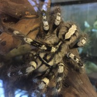 Poecilotheria sp.