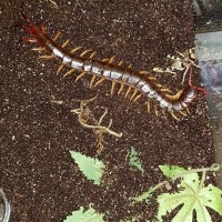 Scolopendra Dehaani (F)