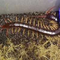 Vietnamese Centipede