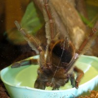 Keg Stand (Psalmopoeus cambridgei)