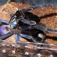 Thrigmopoeus psychedelicus