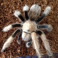 Aphonopelma chalcodes