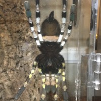 Adult female P. Regalis