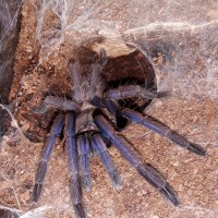 Chilobrachys sp. dyscolus blue