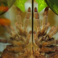 Reflection (Psalmopoeus cambridgei)