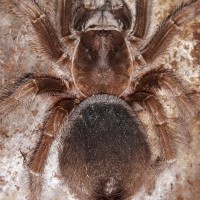 P.cancerides