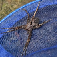 dolomedes fishing spider