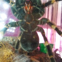 B.Smithi male or female?