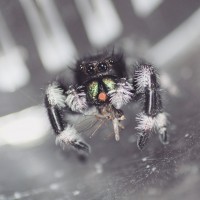 Phidippus regius