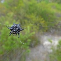 Austracantha Minax_Melanic