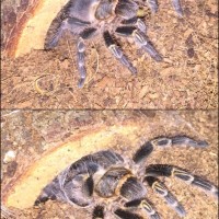 Molt difference
