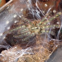 Poecilotheria rufilata