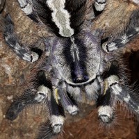 P.regalis