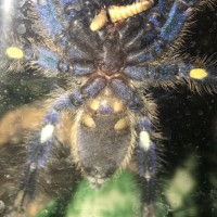 P.metallica male / female?