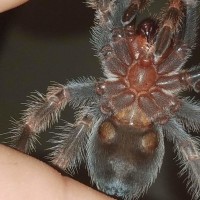 B. smithi/hamorii