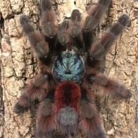 C. versicolor (w/ out flash)