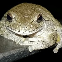 snoop froggy frog