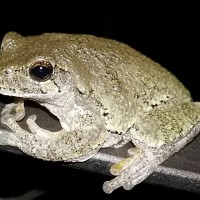 tree frog