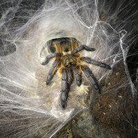 H. Pulchripes