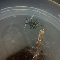 A.Purpurea Premolt, maybe?