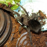 Mine! (Grammostola pulchra)