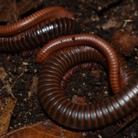 Oh Those Scarlet Millipedes