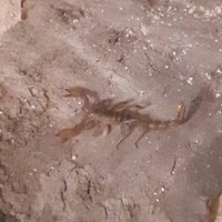 Paruroctonus Boreus (Northern Scorpion in Canada)