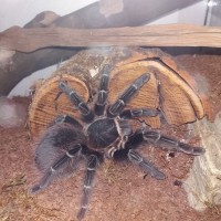 A.sp.red_submale