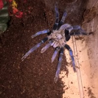 Cobalt blue tarantula (Cyriopagopus lividum)