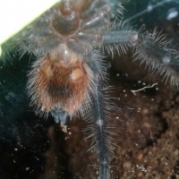 Grammostola iheringi