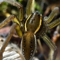 D. triton female