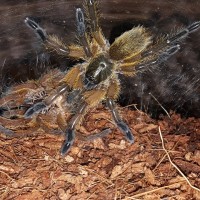 H.pulchripes