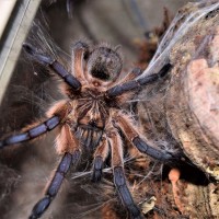 H. pulchripes