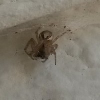 Identification for this Steatoda?